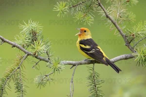 Western Tanager (Piranga ludoviciana) male singing, perched on a branch, British Columbia, Canada, North America