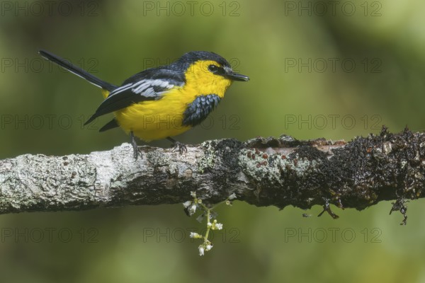 Black-breasted Boatbill (Machaerirhynchus nigripectus) perched on a branch in Papua New Guinea
