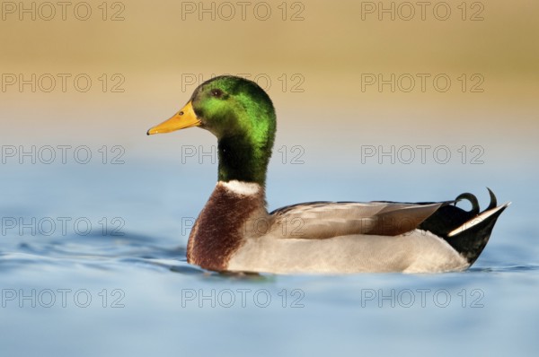 Mallard (Anas platyrhynchos) male, British Columbia, Canada, North America