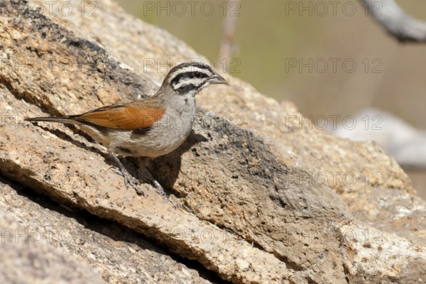Cape Bunting (Emberiza capensis), Namibia, Africa