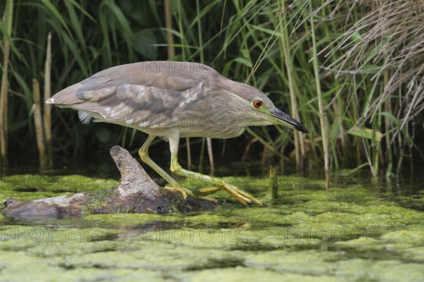 Black-crowned Night Heron (Nycticorax nycticorax), Aargau, Switzerland, Europe
