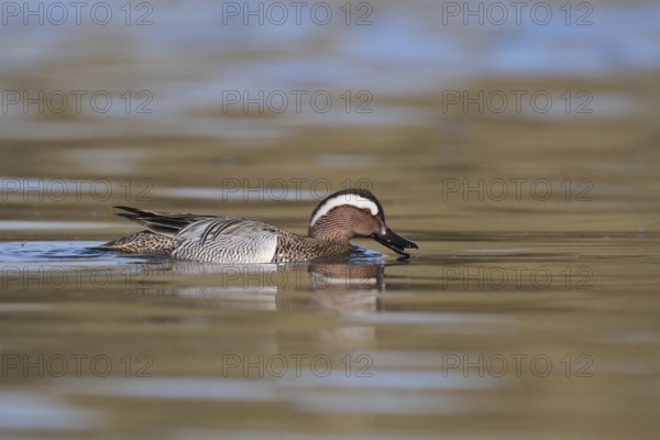 Garganey (Spatula querquedula) male, Aargau, Switzerland, Europe
