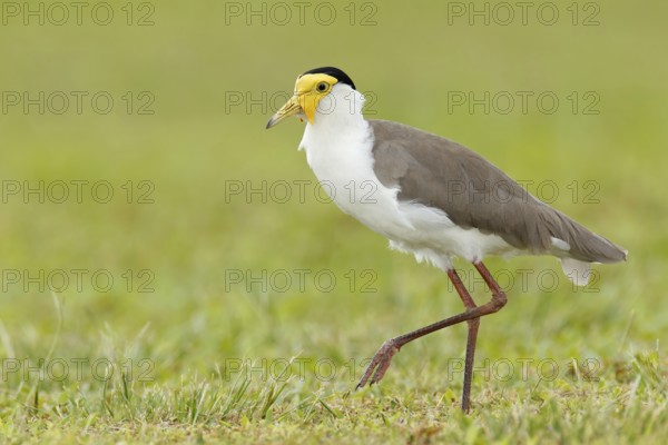 Masked Lapwing (Vanellus miles) juvenile, Queensland, Australia, Oceania