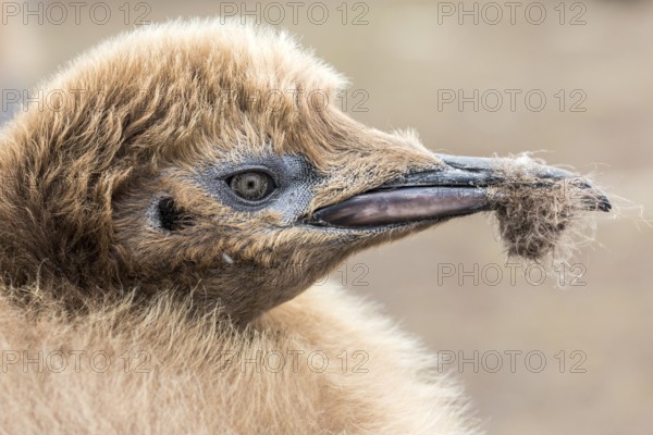King Penguin (Aptenodytes patagonicus) juvenile, Falkland Islands, South America