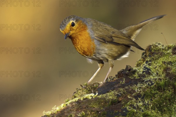 European Robin (Erithacus rubecula), Asturias, Spain, Europe