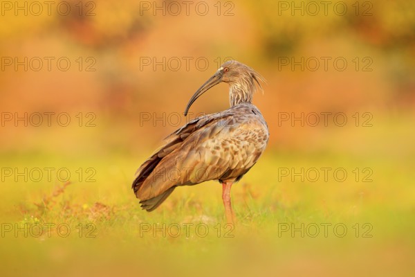 Plumbeous Ibis, Theristicus caerulescens, exotic bird in the nature habitat, bird sitting in grass with beautiful evening sun light, during sunset, Barranco Alto, Pantanal, Brazil, Wildlife nature, South America