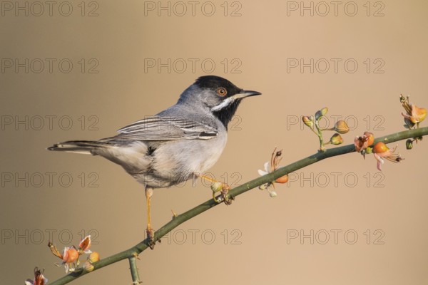 Rüppell's Warbler (Sylvia ruppeli) male, Eilat, Israel, Asia
