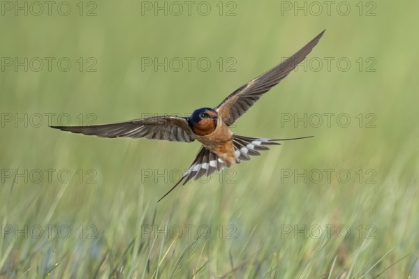 Barn Swallow (Hirundo rustica) flying, Texas, USA, North America
