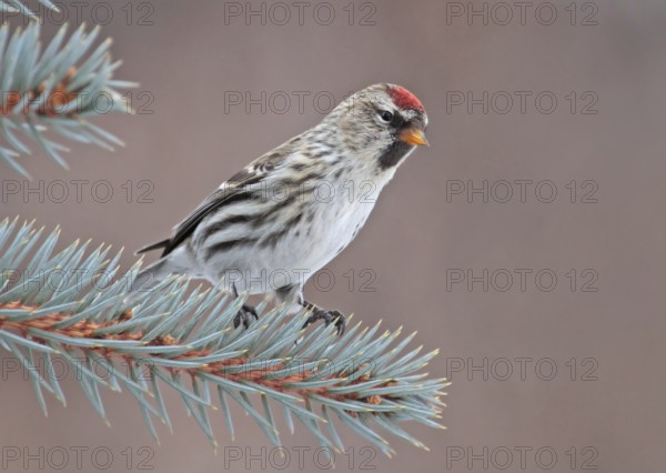 Common Redpoll (Acanthis flammea), Saskatchewan, Canada, North America