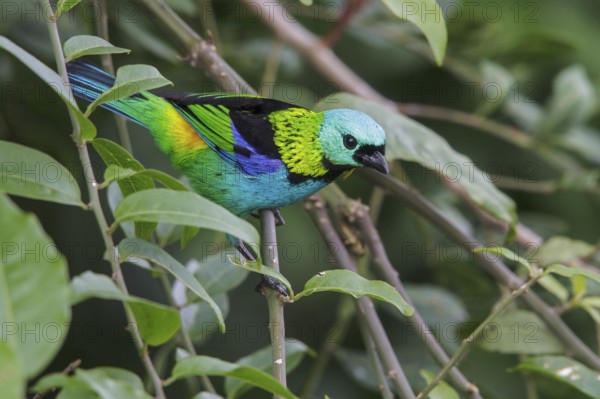 Green-headed Tanager (Tangara seledon) perched on a branch in the Atlantic rainforest of southeast Brazil