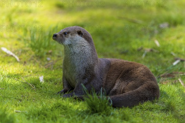 An otter sitting upright on a green meadow in a natural environment, European otter (Lutra lutra), Germany, Europe