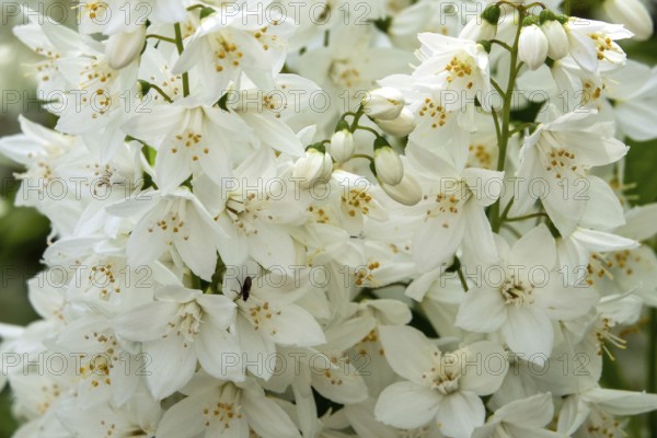 Slender deutzia (Deutzia gracilis) or mayflower bush, flowering, Baden-Württemberg, Germany, Europe