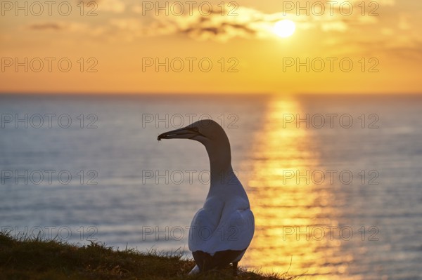 Northern gannet (Morus bassanus) standing on the cliff at sunset with the sea in the background, wildlife, Helgoland, Germany, Europe