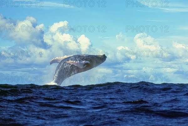 Male humpback whale (Megaptera novaeangliae) leaping high out of the water in a supine position on the open sea, Silverbanks, Caribbean