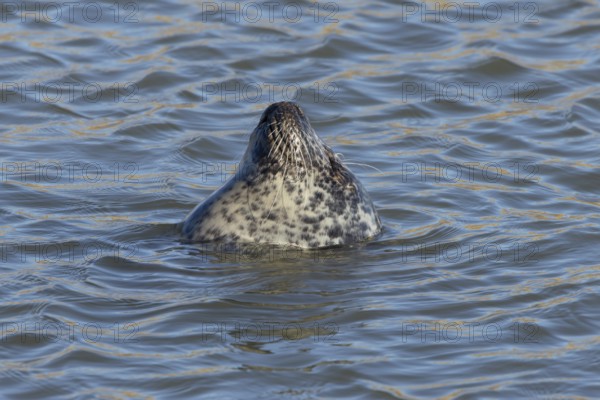 Grey seal (Halichoerus grypus) adult animal sleeping in the sea, England, United Kingdom, Europe
