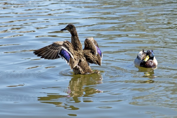 Mallard (Anas platyrhynchos) fluffing itself up, River Avon, Stratford-upon-Avon, Warwickshire, England, Great Britain