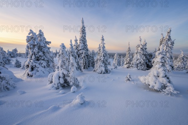Winter landscape with snow-covered trees, Riisitunturi National Park, Posio, Lapland, Finland, Europe