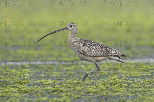 Long-billed Curlew (Numenius americanus), British Columbia, Canada, North America