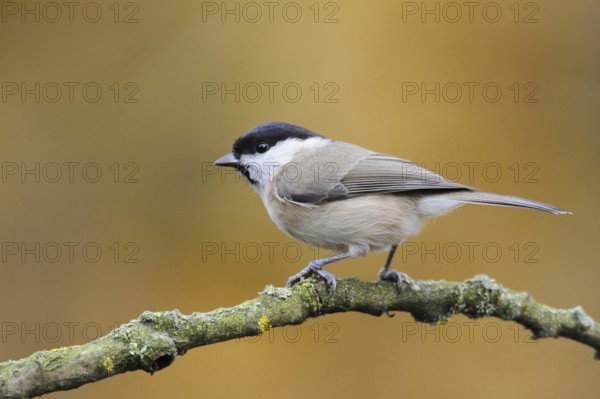 Marsh Tit (Poecile palustris), North Rhine-Westphalia, Germany, Europe