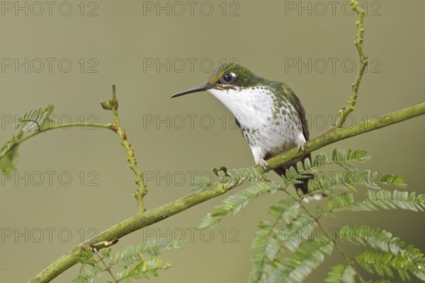 Booted Racket-tail (Ocreatus underwoodii), Ecuador, South America