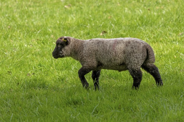 Lamb on pasture, Shottery, Stratford-upon-Avon, Warwickshire, England, Great Britain