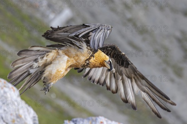 Bearded Vulture (Gypaetus barbatus) flying, Italy, Europe