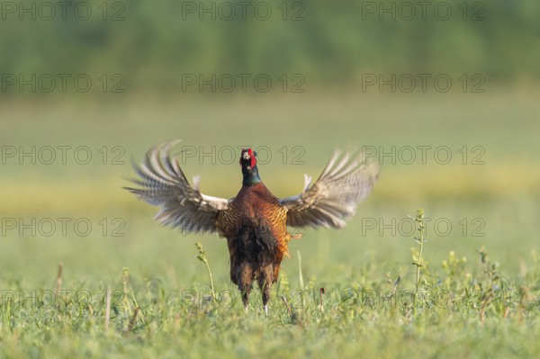 Fasan (Phasianus colchicus) Common Pheasant, male