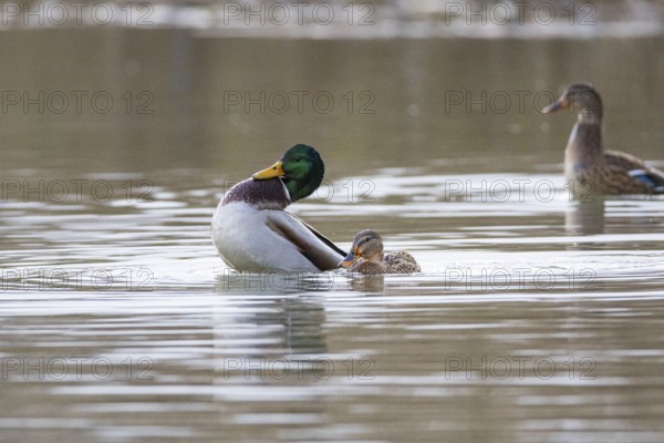Mallard (Anas platyrhynchos) Mating Germany
