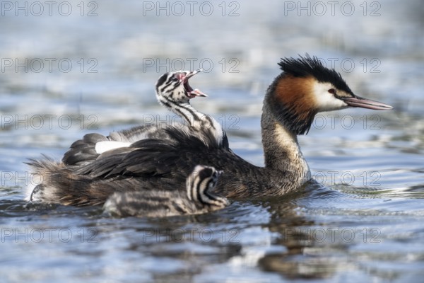 Great Crested Grebe (Podiceps Scalloped ribbonfish) with juveniles, Emsland, Lower Saxony, Germany, Europe