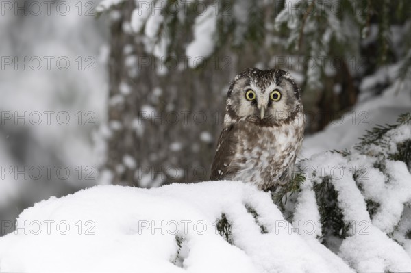 Long-eared owl (Asio otus) in a winter forest, Czech Republic, Europe