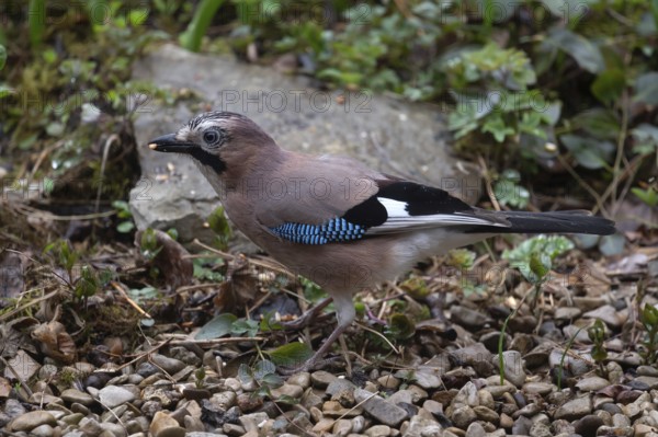 Eurasian jay (Garrulus glandarius) foraging for food, Bavaria, Germany, Europe
