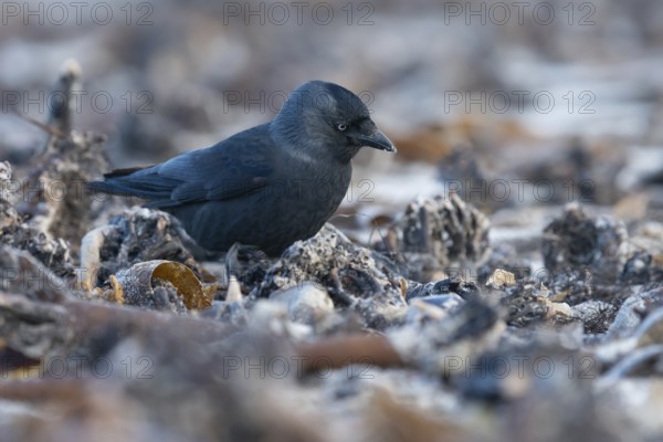 Western Jackdaw (Coloeus monedula) perched on a beach, Schleswig-Holstein, Deutschland, Germany, Europe