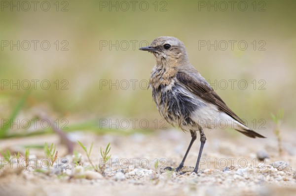 Northern Wheatear (Oenanthe oenanthe) female, Poland, Europe
