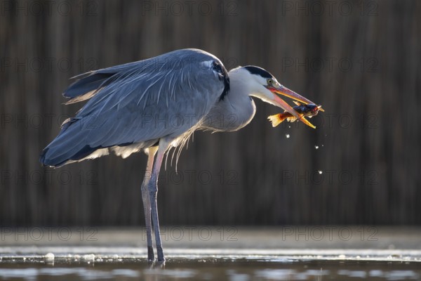 Grey Heron (Ardea cinerea) with fish prey in beak, Pusztaszer, Hungary, Europe