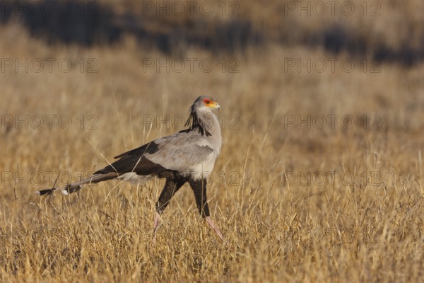 Secretarybird (Sagittarius serpentarius), Northern Cape, South Africa, Africa