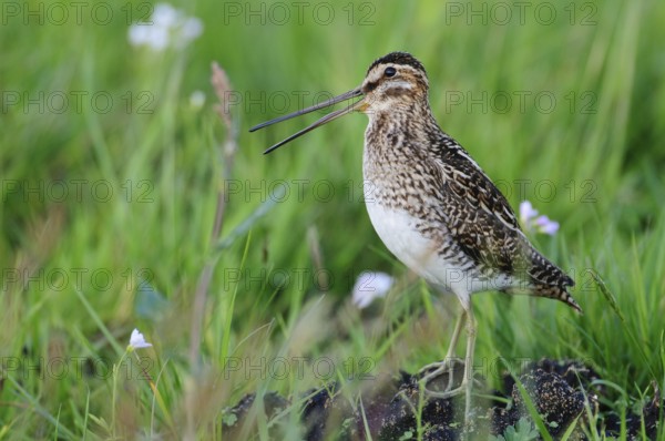 Common Snipe (Gallinago gallinago), Lower Saxony, Germany, Europe