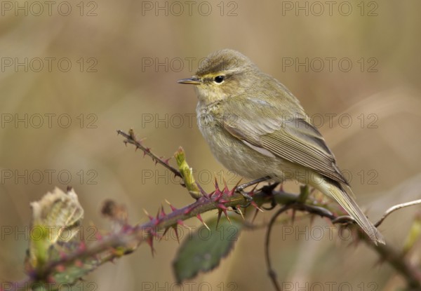 Common Chiffchaff (Phylloscopus collybita), Mecklenburg-Western Pomerania, Germany, Europe