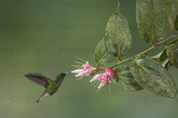 Coppery-headed Emerald (Elvira cupreiceps), Costa Rica, Central America