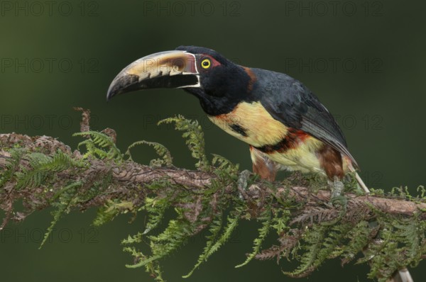 Collared Aracari (Pteroglossus torquatus), Costa Rica, Central America