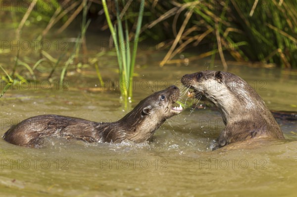 Two otters fighting in the water and showing their teeth, European otter (Lutra lutra), Germany, Europe