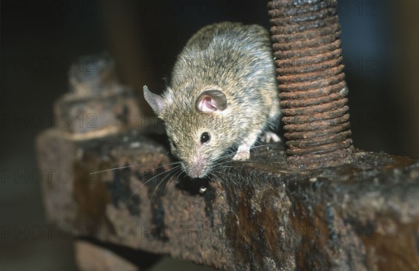 House mouse (Mus musculus) sitting on an old rusty iron frame, North Rhine-Westphalia, Germany, Europe