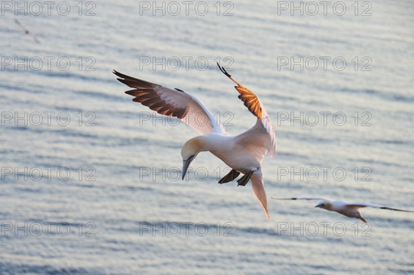 Northern gannet (Morus bassanus) flying over the sea at sunset, landing, wildlife, Helgoland, Germany, Europe