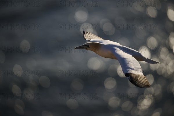 Northern gannet (Morus bassanus) flying over the sea, wildlife, Helgoland, Germany, Europe