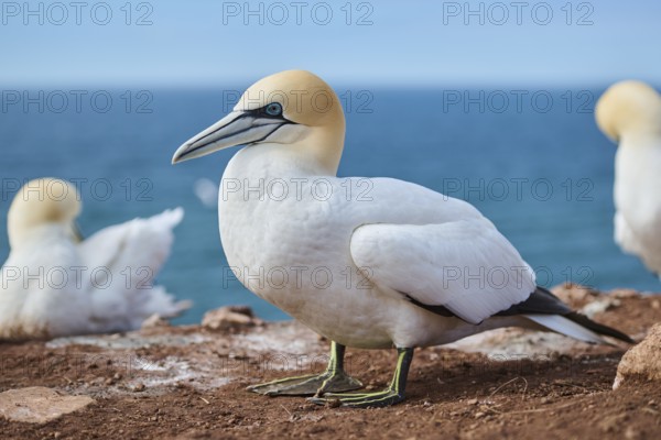 Northern gannet (Morus bassanus) standing on the cliff, wildlife, Helgoland, Germany, Europe