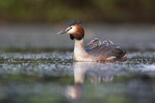 Great Crested Grebe (Podiceps cristatus) with chicks, North Rhine-Westphalia, Germany, Europe