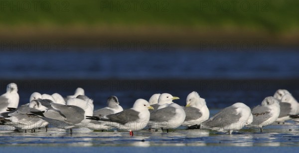 Black-legged Kittiwake (Rissa tridactyla), Alaska, USA, North America