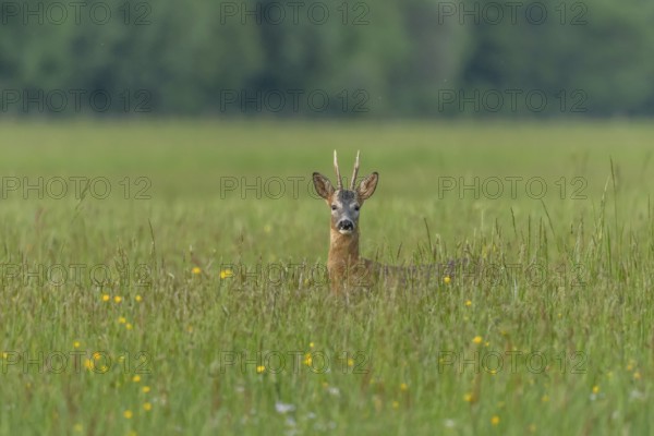 A graceful roe deer stands in a sunlit field, its gaze direct and curious, capturing a peaceful wildlife moment. Bas Rhin, Alsace, France, Europe