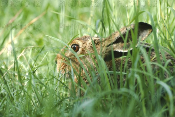 European brown hare (Lepus europaeus) sitting in its manger in a meadow, North Rhine-Westphalia, Germany, Europe