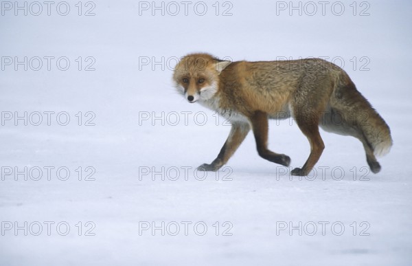 Red fox (Vulpes vulpes) running across the snow cover of a frozen lake, Schorfheide-Chorin Biosphere Reserve, Brandenburg, Germany, Europe