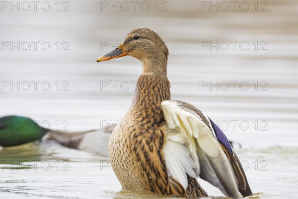 Mallard (Anas platyrhynchos) wbl Germany